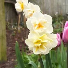 Cheerfulness Daffodil (Narcissus Cheerfulness) Img 5